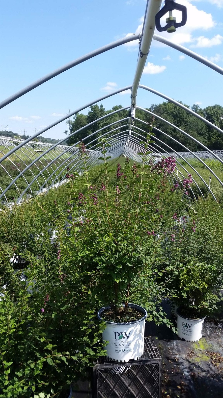 Proven Winners – Syringa x Bloomerang Dark Purple (Reblooming Lilac) Shrub, d…
