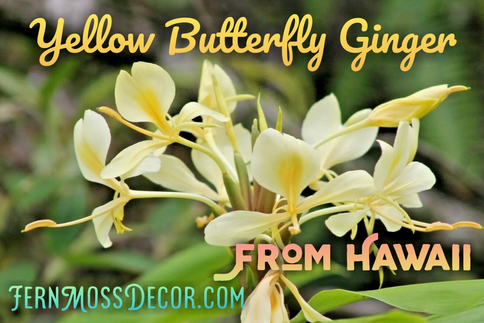 5 Large Rhizomes! Yellow Butterfly Ginger Lily bulbs FROM HAWAII *Very Fragrant*