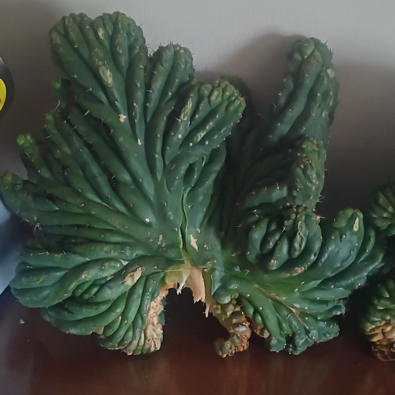 Green Crested Cactus Cuttings Lot – Clumping, Full Sun, 1 Pack