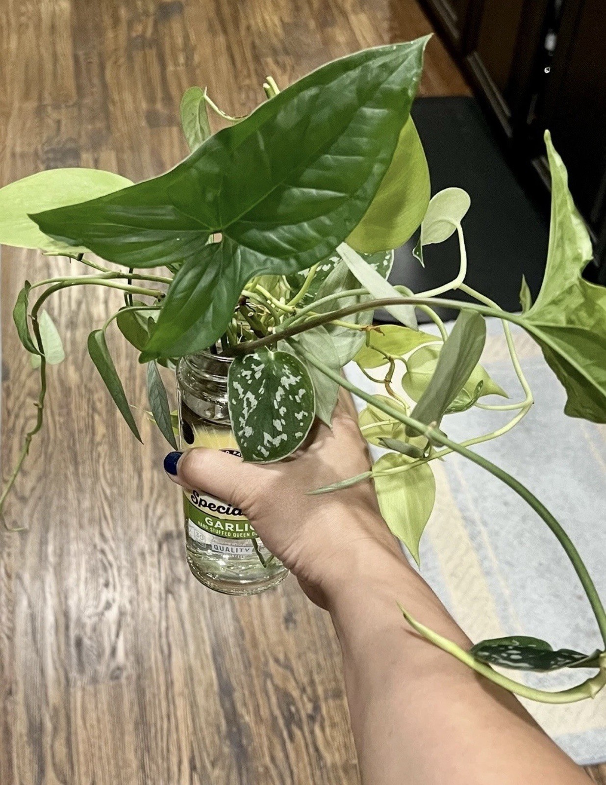 15 Live Unrooted Cuttings Of Common And Semi-rare Houseplants Mystery Box