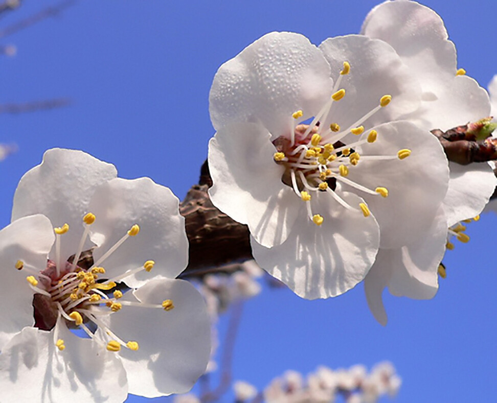 Apricot, Prunus armeniaca, Tree Seeds (Fast, Hardy, Edible, Showy, Fall Color)