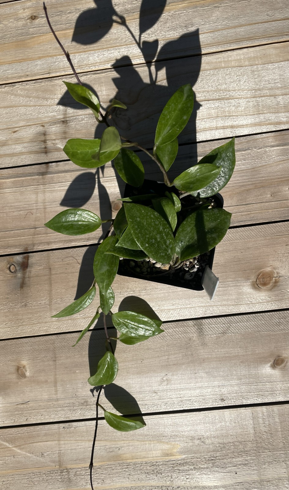 Hoya Limoniaca RARE! Exact Plant! Rooted – Grown In 3.5″ pot – Very Healthy