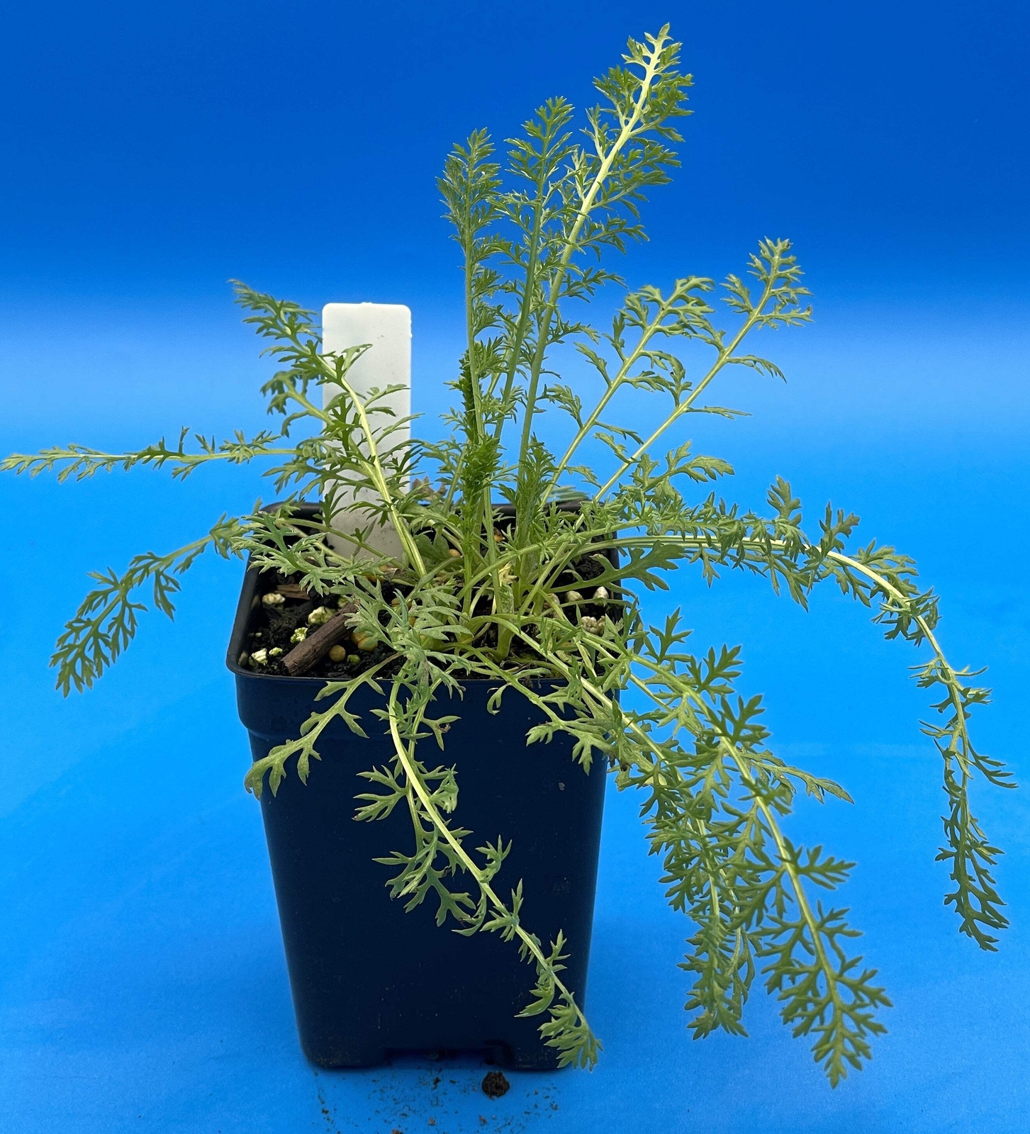 Yarrow Starter Plant – Achillea Millefolium Butterfly and Pollinator Magnet!