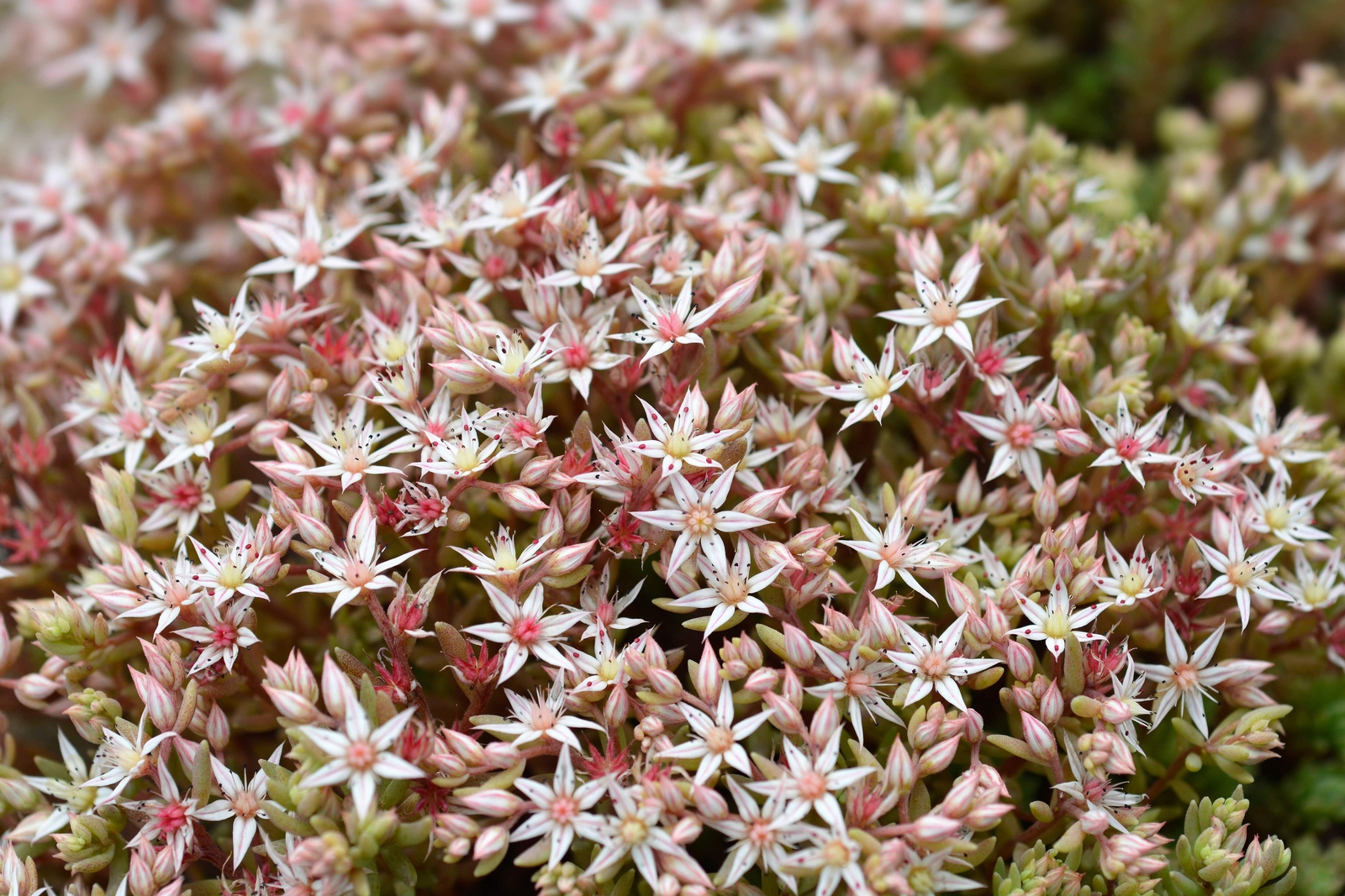 25 SPANISH STONECROP / SEDUM HISPANICUM Groundcover Flower Seeds *Comb S/H