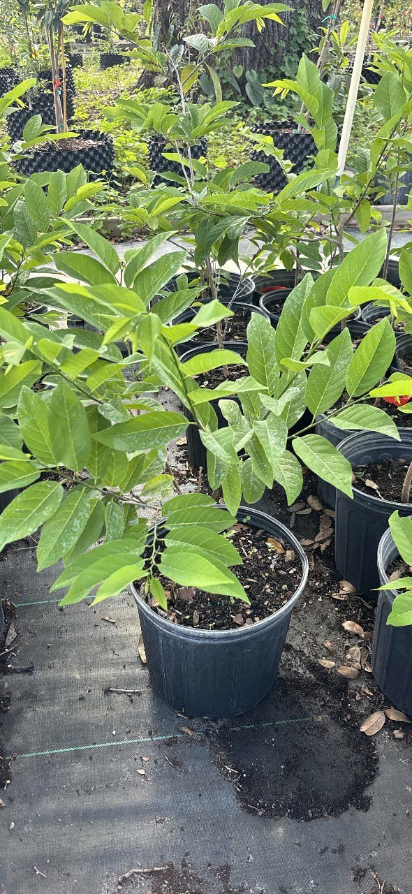 Red sugar apple -3gal -2-3 feet – NO SHIP CA
