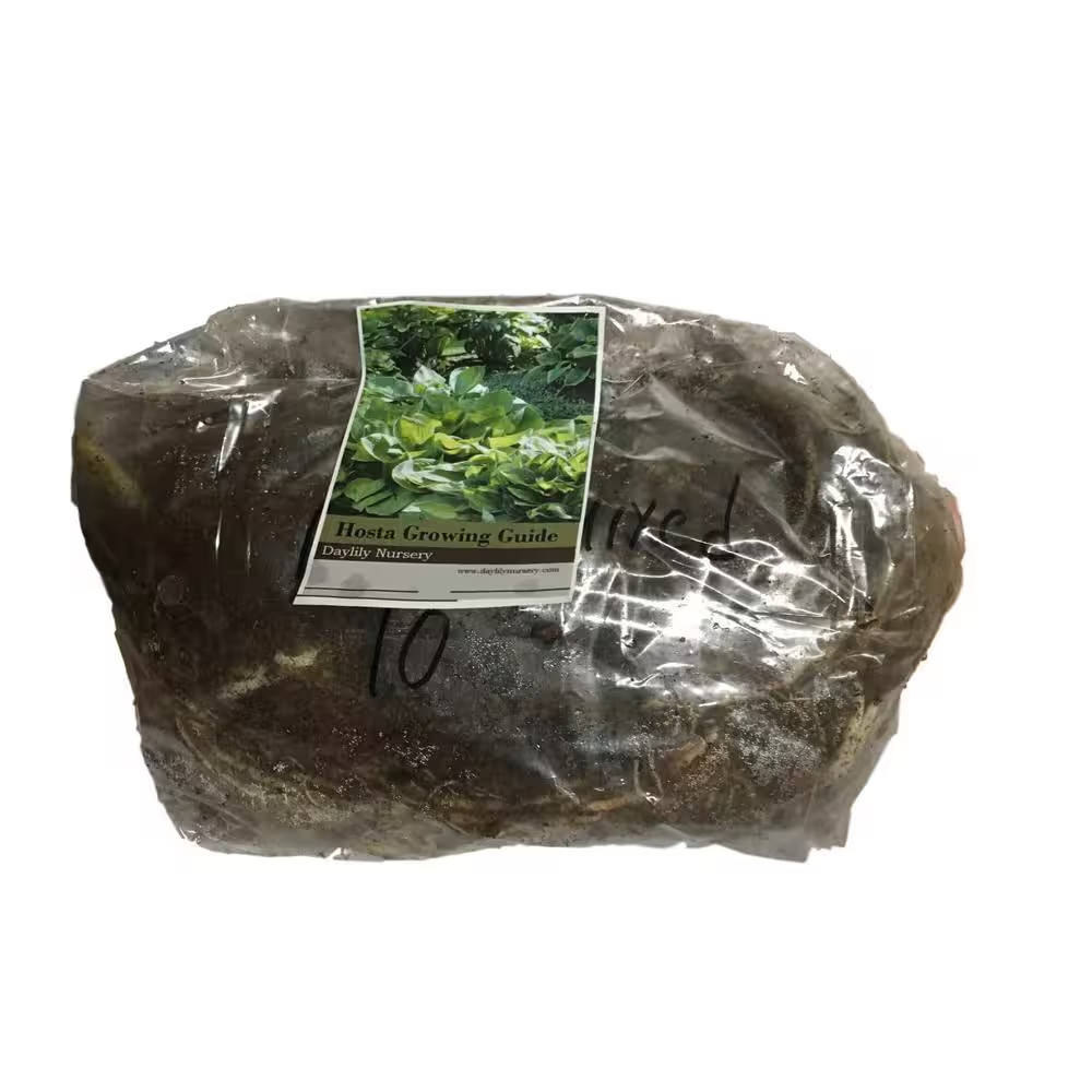 Assorted Bareroot Hosta Plant (20-Pack)