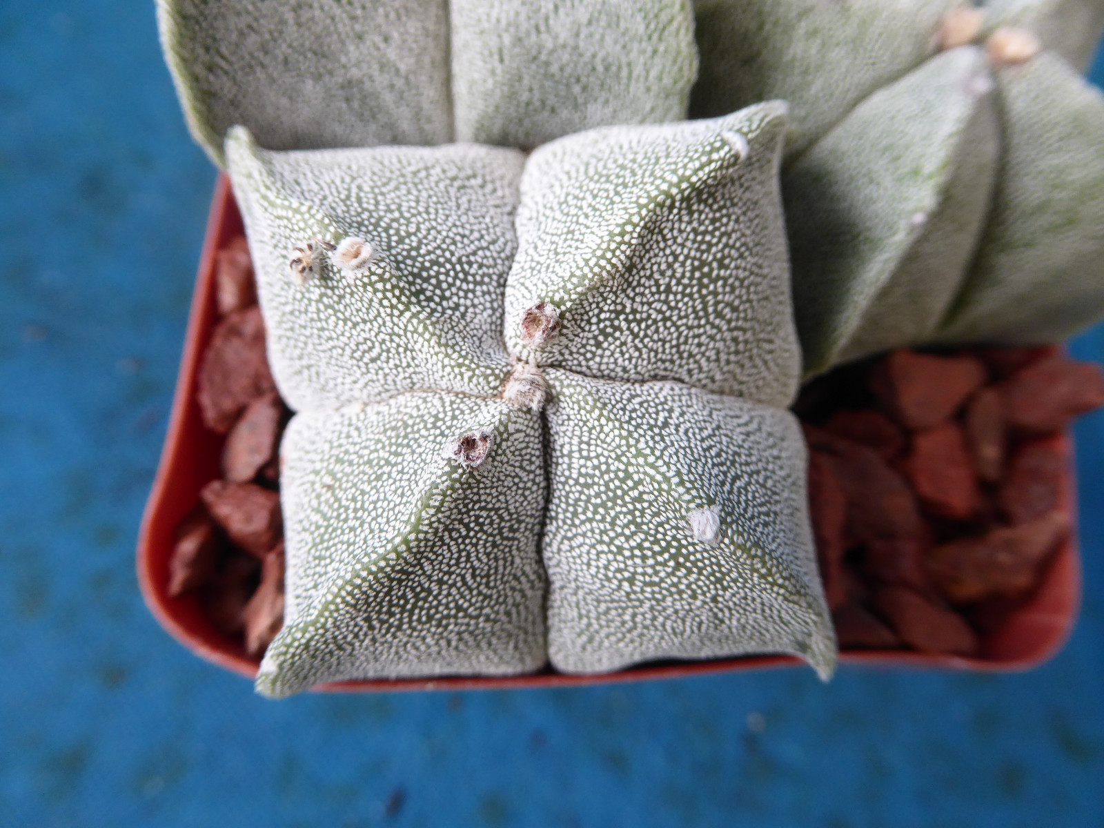 Astrophytum myriostigma THREE (3!) Plants 2 Regular, 1 Quadricostatum 3.25″ Pot