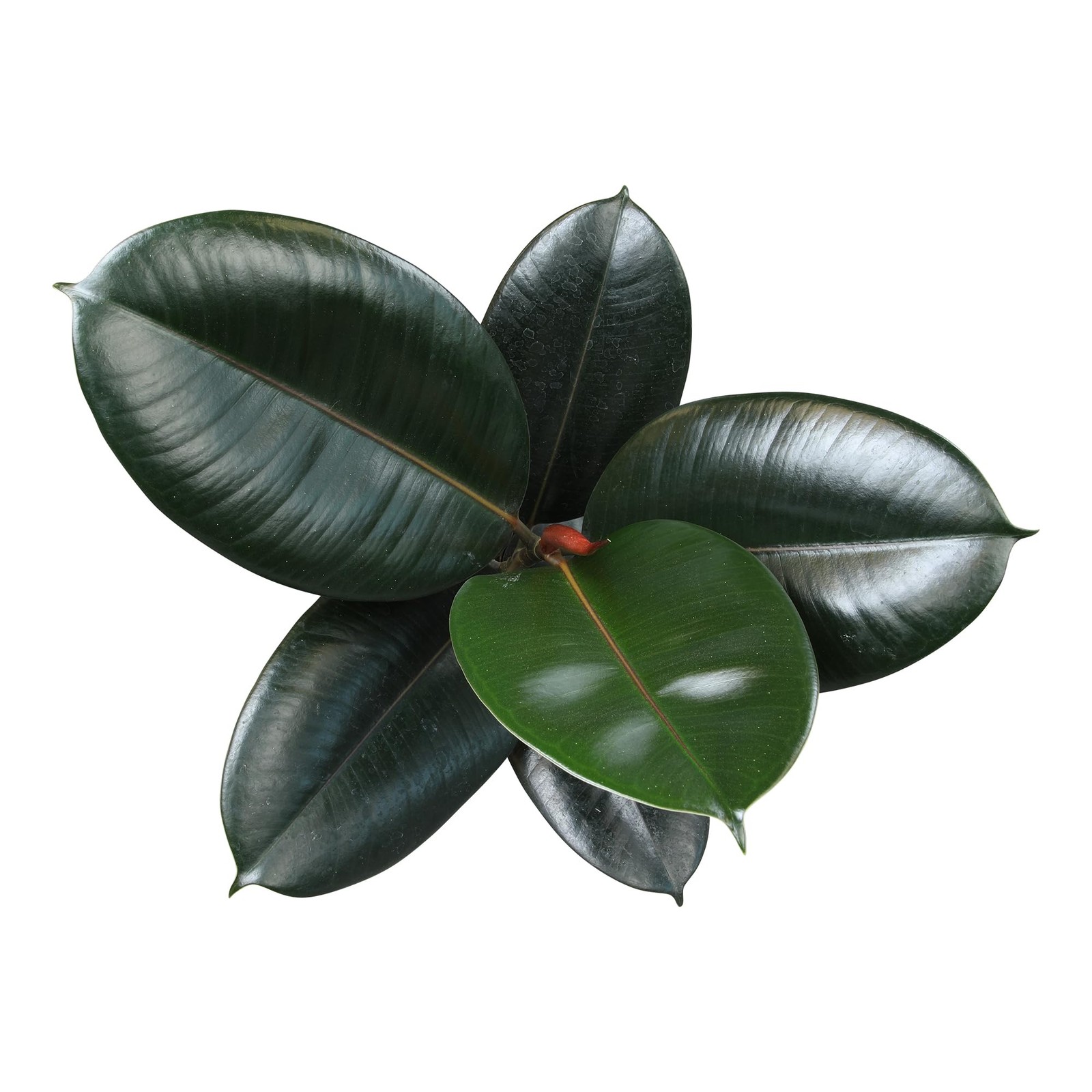 Burgundy Ficus Live Tree (16″ Tall) in 6″ Pot – Air Purifying Rubber Plant