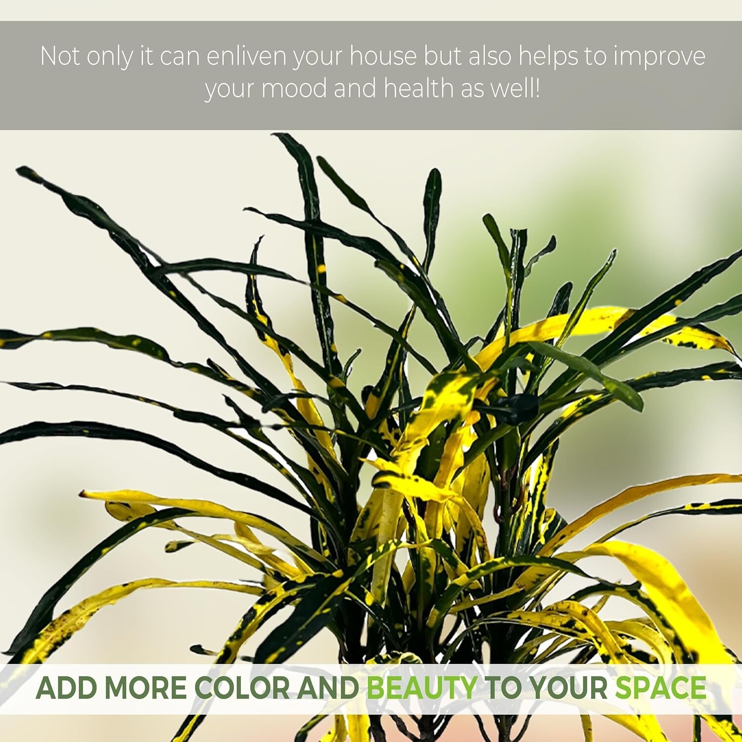 Crotton Cock Tail Yellow (2pack) by LEAL PLANTS ECUADOR