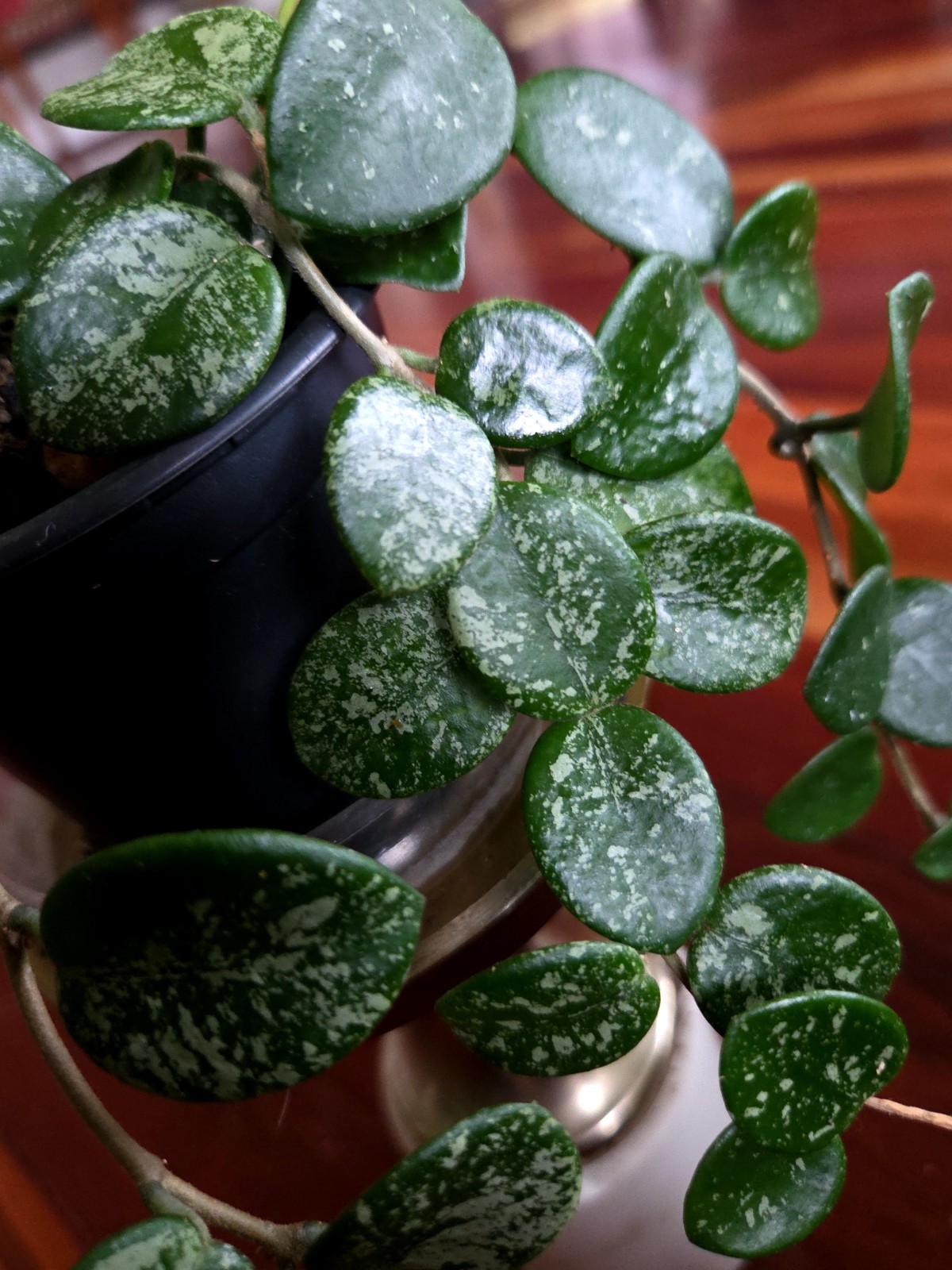 RARE Hoya Splashy Carnosa X Serpens 11″ Long No Monstera Philodendron Anthurium