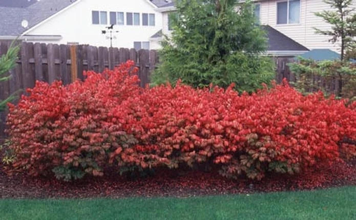1 Burning Bush Shrubs Organic Ready To Plant Live Shrubs 1 ft tall