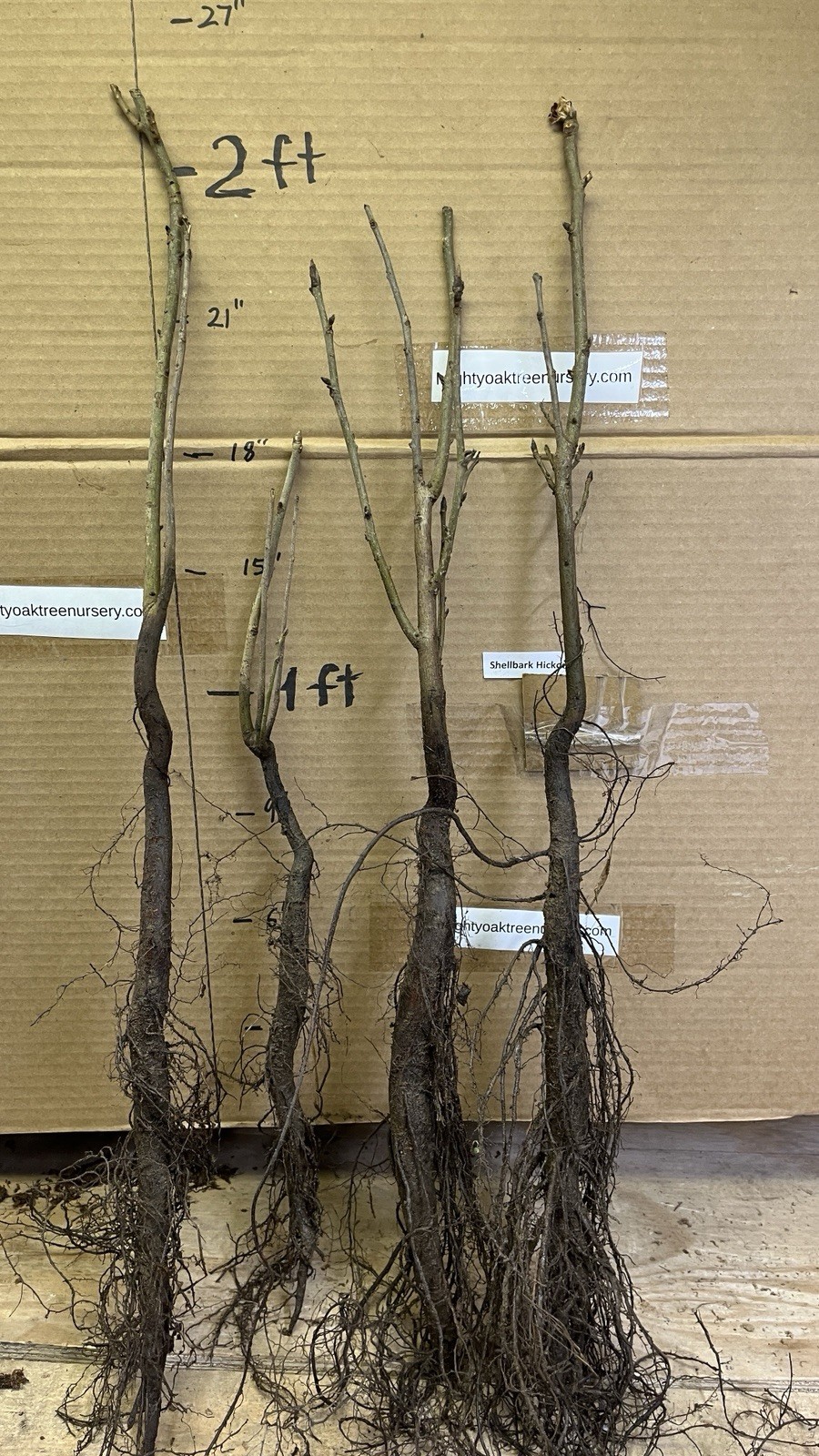 8-12” tall Shellbark Hickory (Carya laciniosa) tree plant