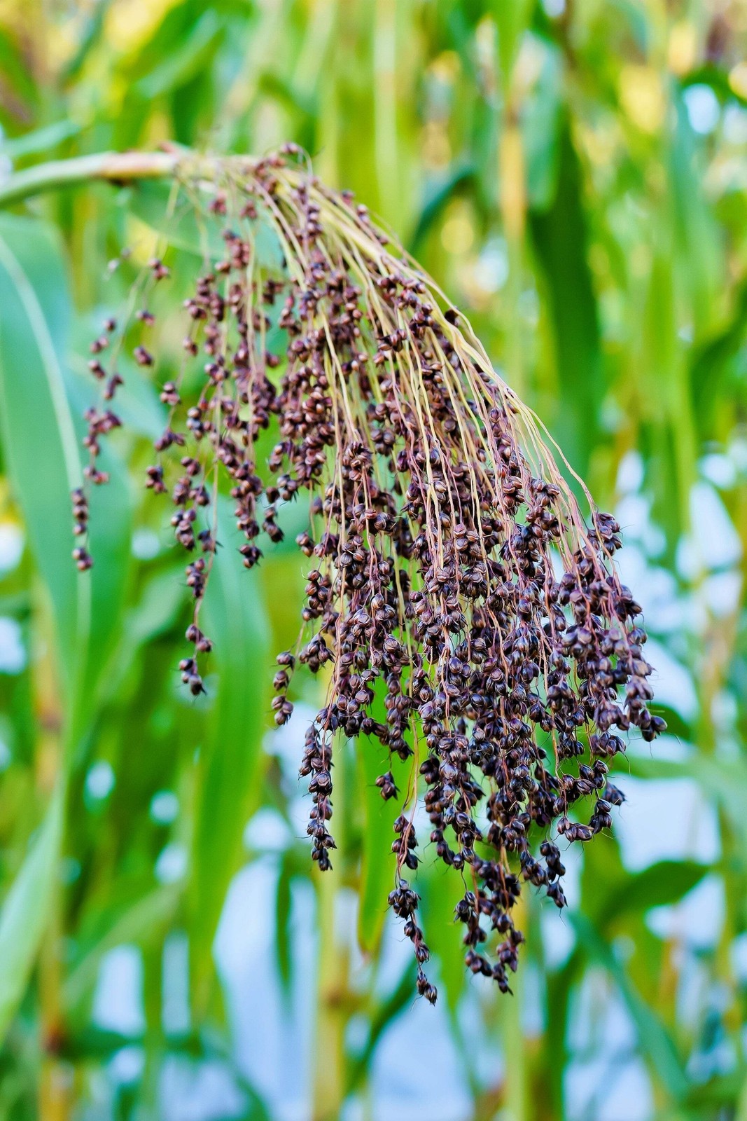 50 Mixed Colors BROOM CORN SORGHUM Bicolor Heirloom Grain Seeds for Dried Decor