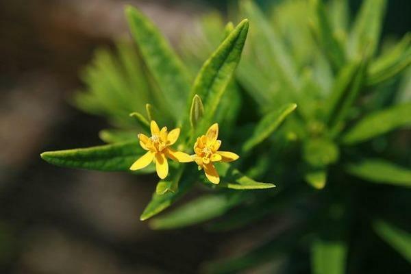 Asclepias tuberosa | Pleurisy Root ‘Hello Yellow’ | 10 Seeds