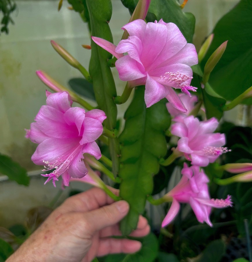 Disocactus nelsonii hondurensis-spectacular tropical rainforest epiphytic cactus