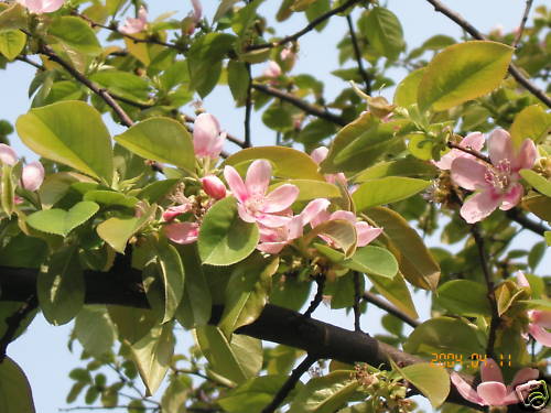 Chinese Quince, Chaenomeles sinensis, Tree Seeds (Edible, Fragrant, Fall Color)