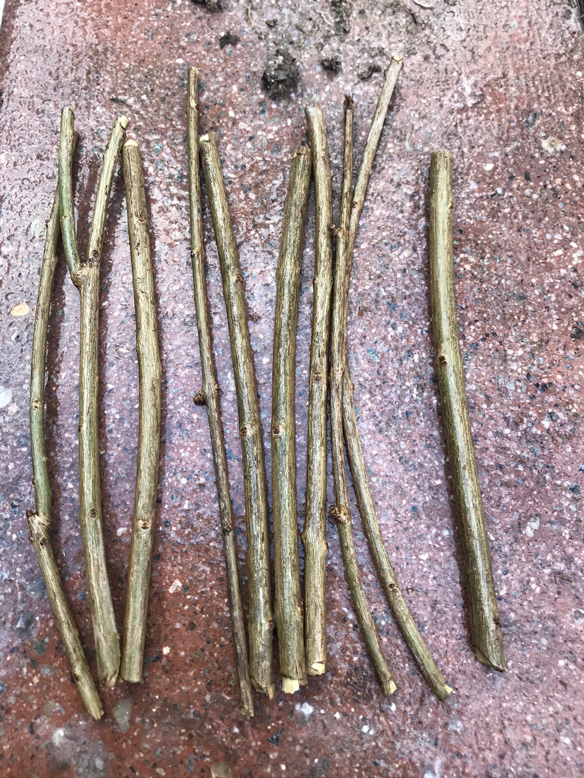 3 Rooted Wonderful Pomegranate Cuttings Scions