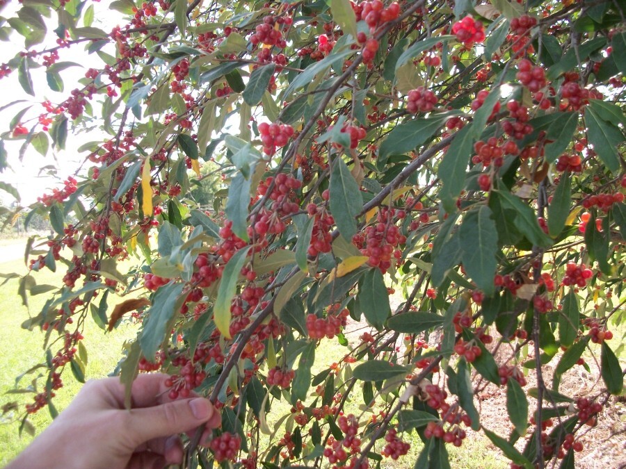 Autumn Olive – 20 Seeds – Elaeagnus umbellata