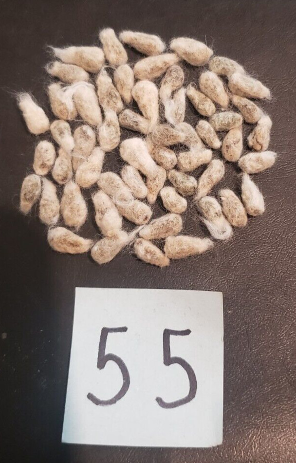 55 WHITE COTTON Gossypium Seeds Non-GMO USA Seller Grow Your Own Cotton Farm