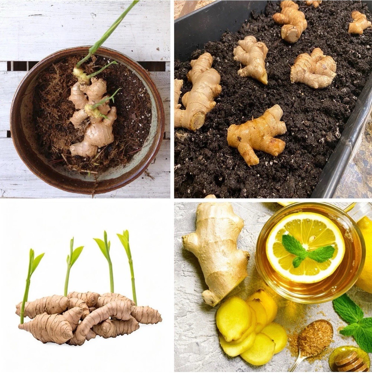5 Sprouted Ginger Roots Heirloom Curcuma Longa Rhizomes Root Herb