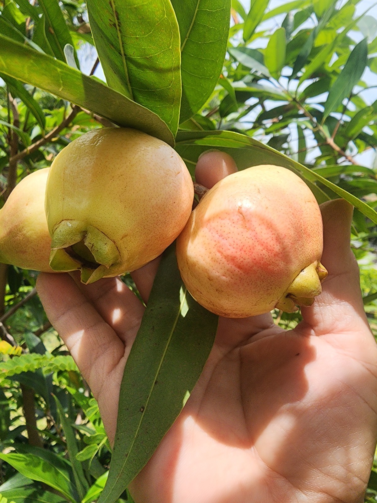 12 Rose apple seeds, Fruit Syzygium Jambos seeds, fresh seeds large fruit
