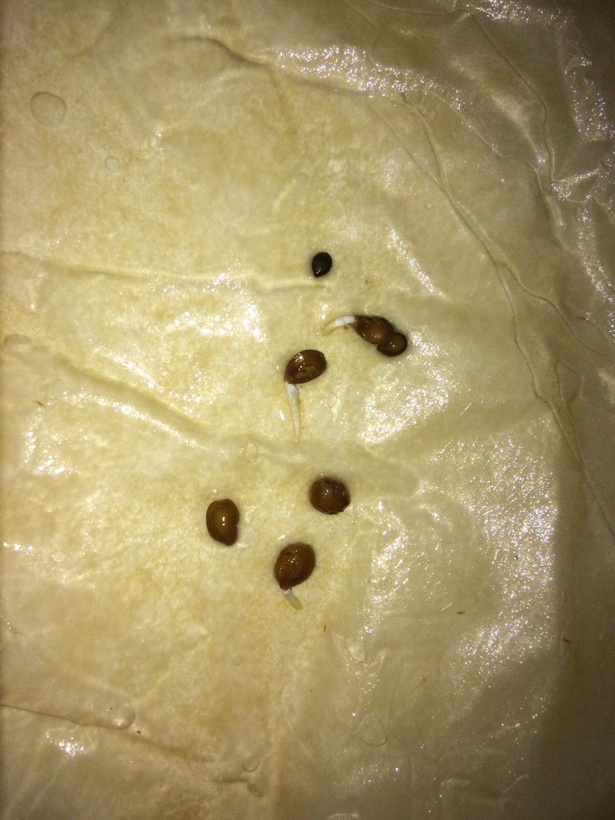 Mimosa Tenuiflora Seeds (not in pods) – 20 Seeds – 2024 Season