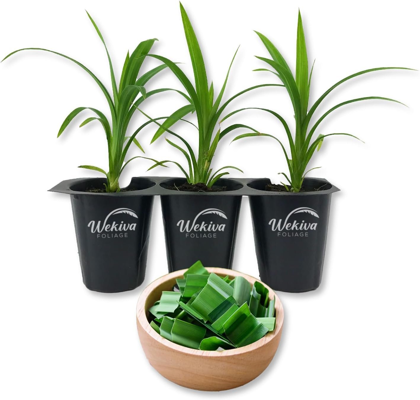 Pandan Plant – 3 Live Tissue Culture Starter Plants – Pandanus Amaryllifolius…