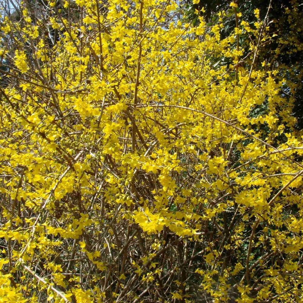 TRIFOLIATE FORSYTHIA Forsythia Suspensa – 20+ SEEDS