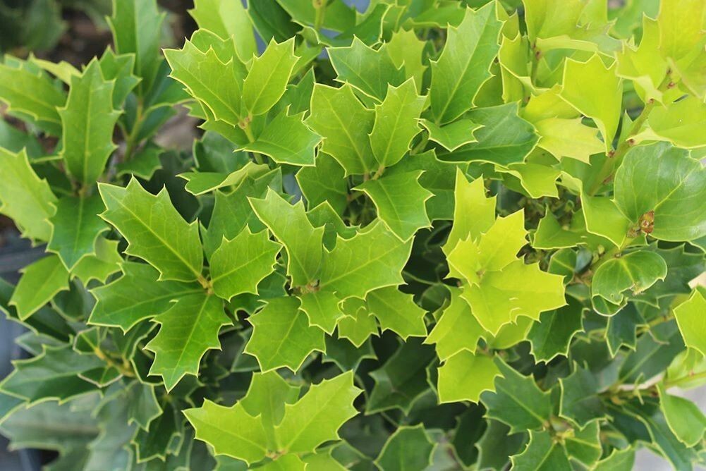 ( 1 ) – Oak Leaf™Holly Tree ( ilex conaf ) – Starter Plant – ( 1 live plant )
