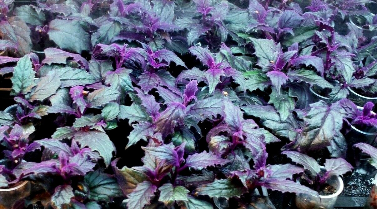 2 x Purple Passion velvet LIVE plants SMALL STARTER PLANT(Gynura Aurantiaca)