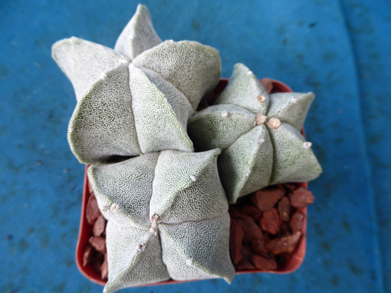 Astrophytum myriostigma THREE (3!) Plants 2 Regular, 1 Quadricostatum 3.25″ Pot