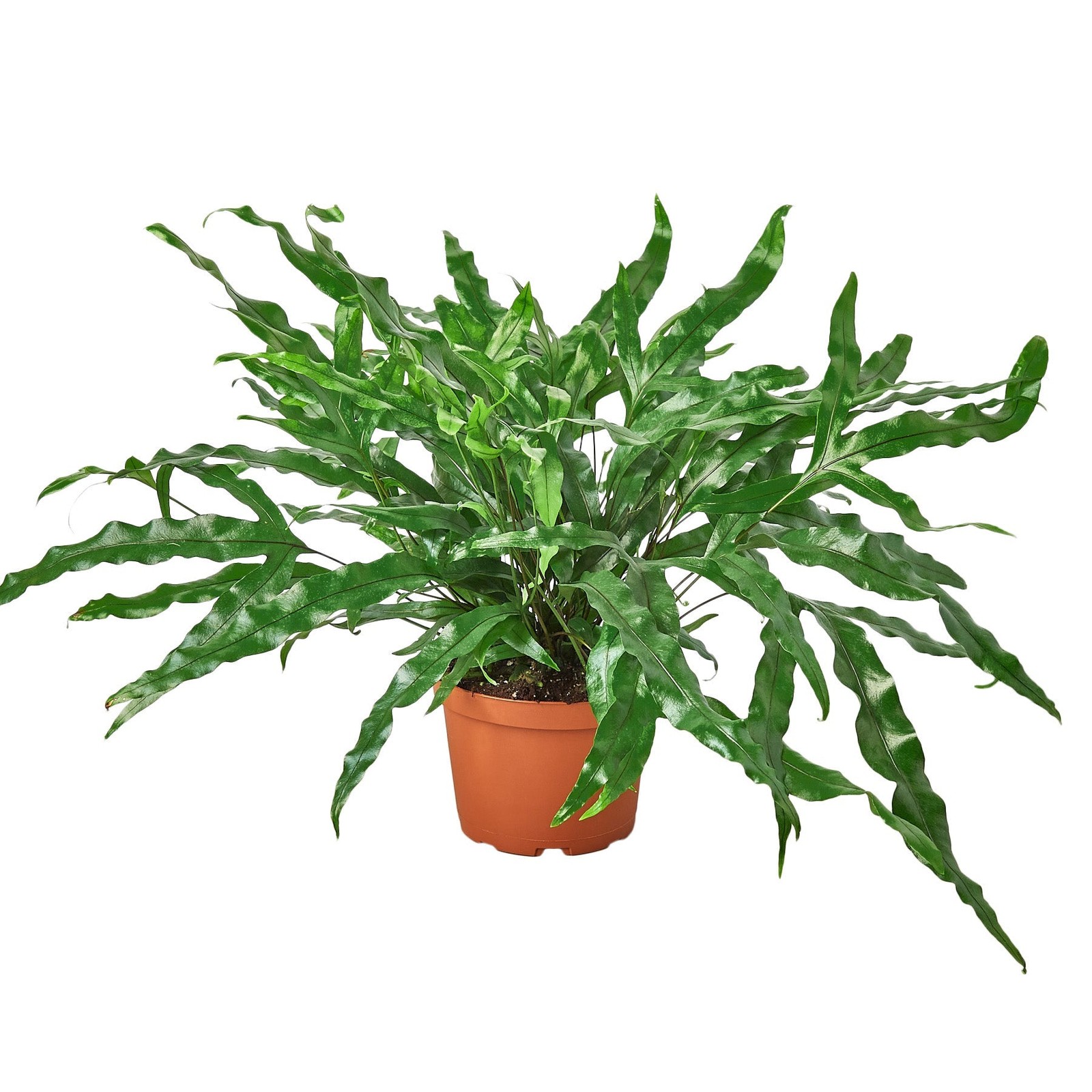 Fern ‘Kangaroo Paw’