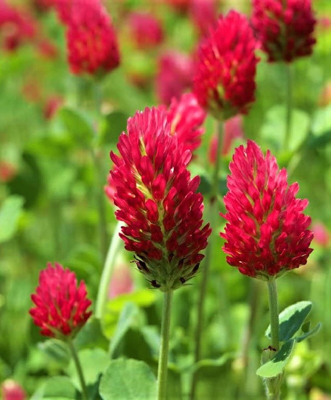 BEAUTIFUL Crimson Clover Seeds 300+ SEEDS BUY 4 ITEMS FREE SHIPPING