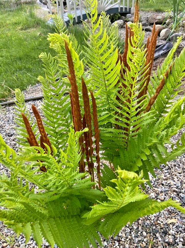 5 Cinnamon Fern Rhizomes – Well Rooted Bareroot With No Top – Zones 3-9