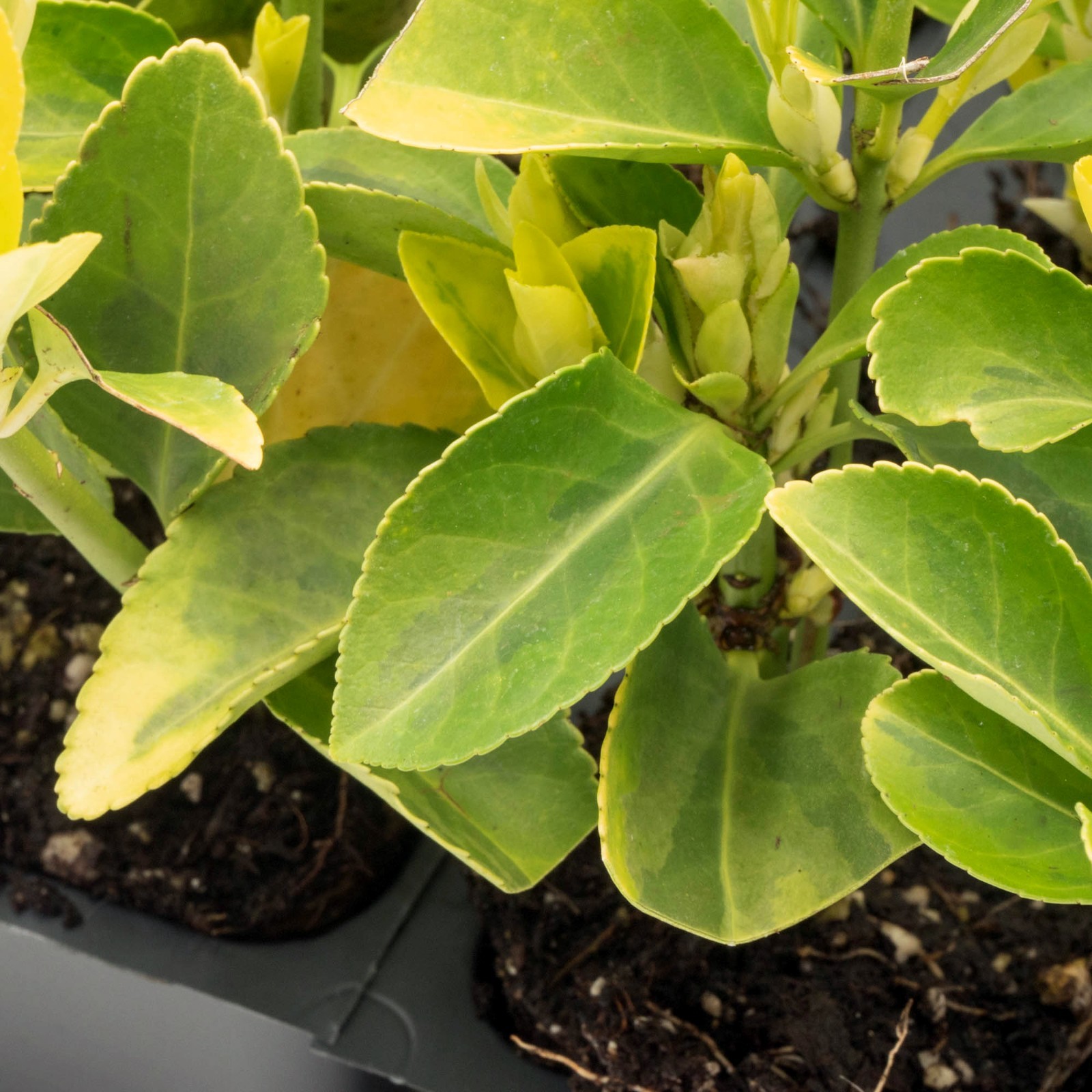 Golden Euonymus, Live Plants in 2.5″ Nursery Cubes, Japonica ‘Aureo-Marginatus’