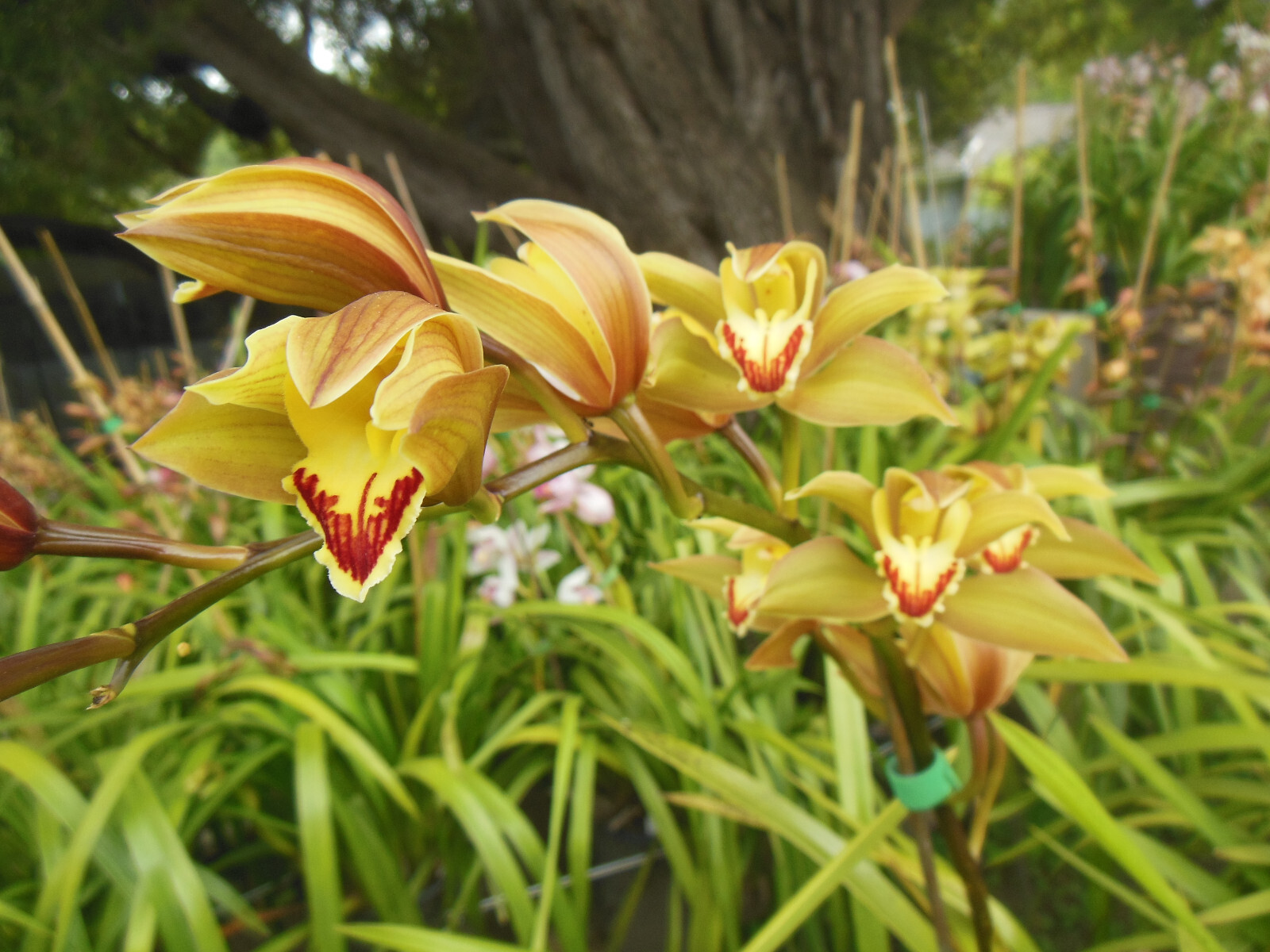 Cymbidium Orchid Green RHS Award Winning ‘Lowianum’ ~ Budding or Blooming ~