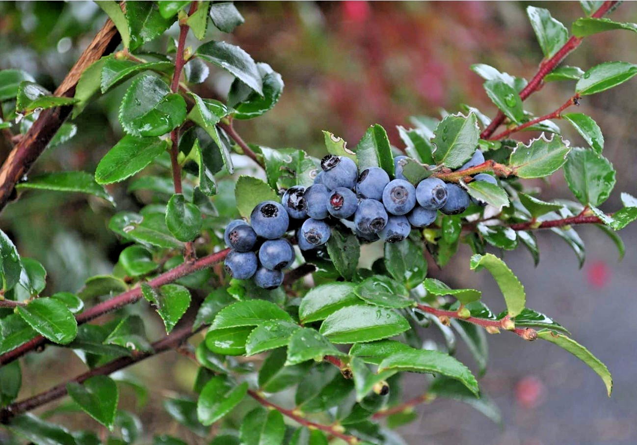 Free Shipping – Set 2 Evergreen Huckleberry Live Plants – 7-10″ Tall – No Pot