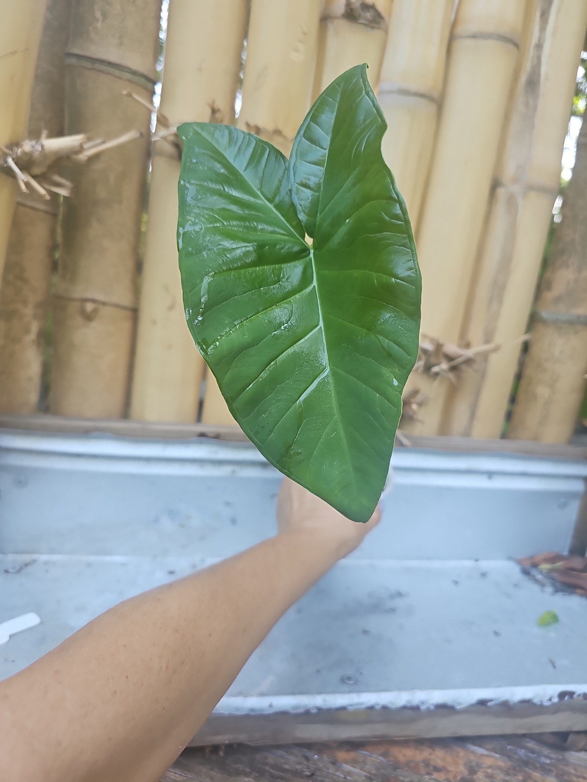 Giant Mammoth Alocasia colocasia Taro gigantea Elephant Ear live Plant Borneo 16
