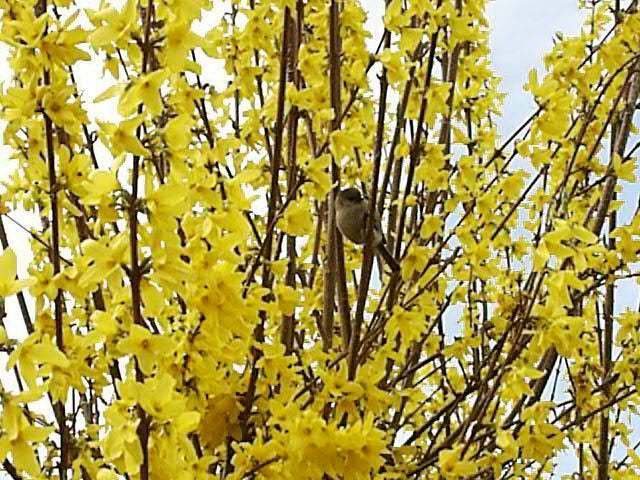 Lynwood Gold Forsythia Shrub/Bush – 6-12″ Tall – Live Lynnwood Plant – 4″ Pot