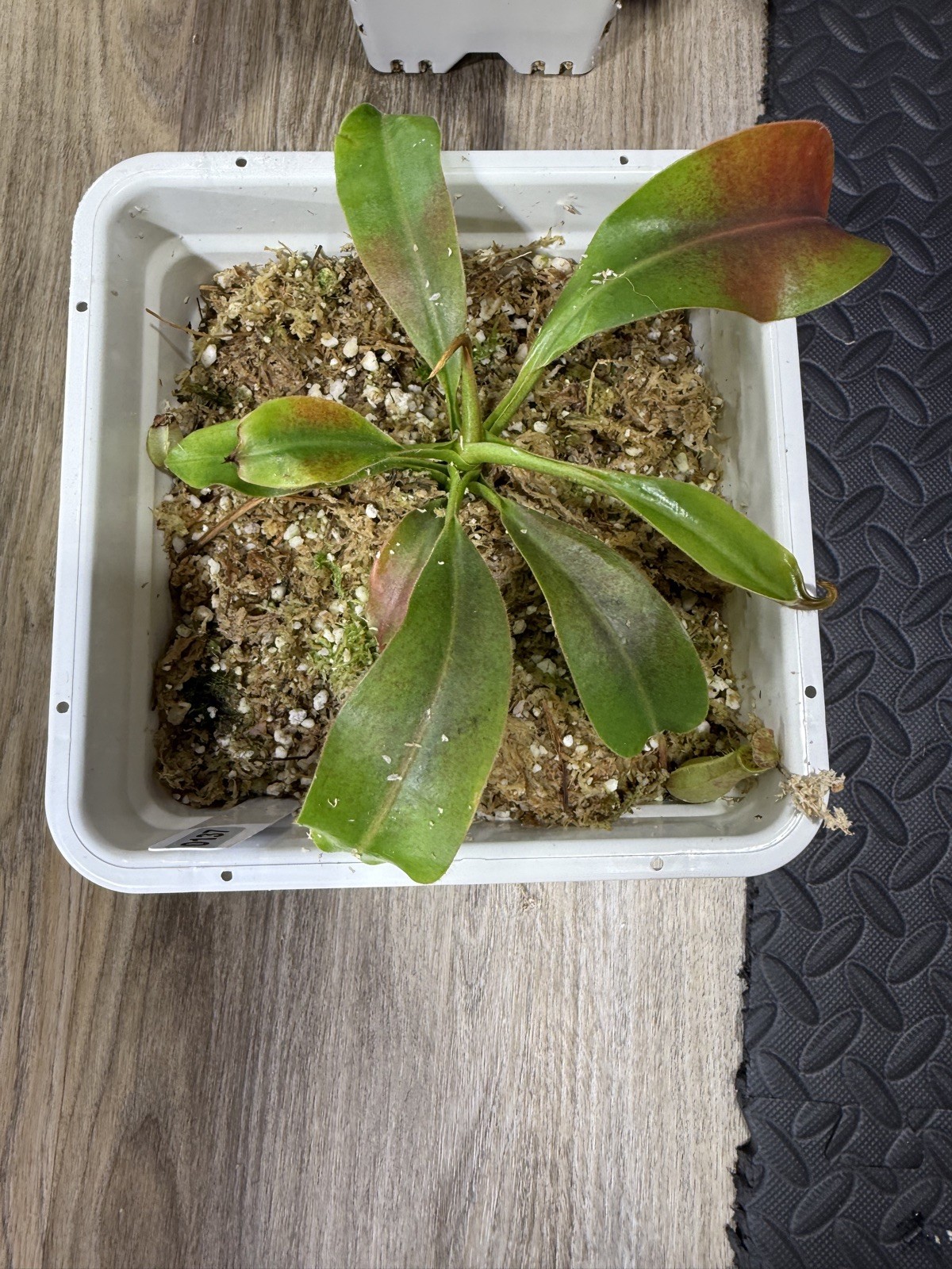 Nepenthes Vetchii Kelabit Highlands x S.O.M. x L.V.B.