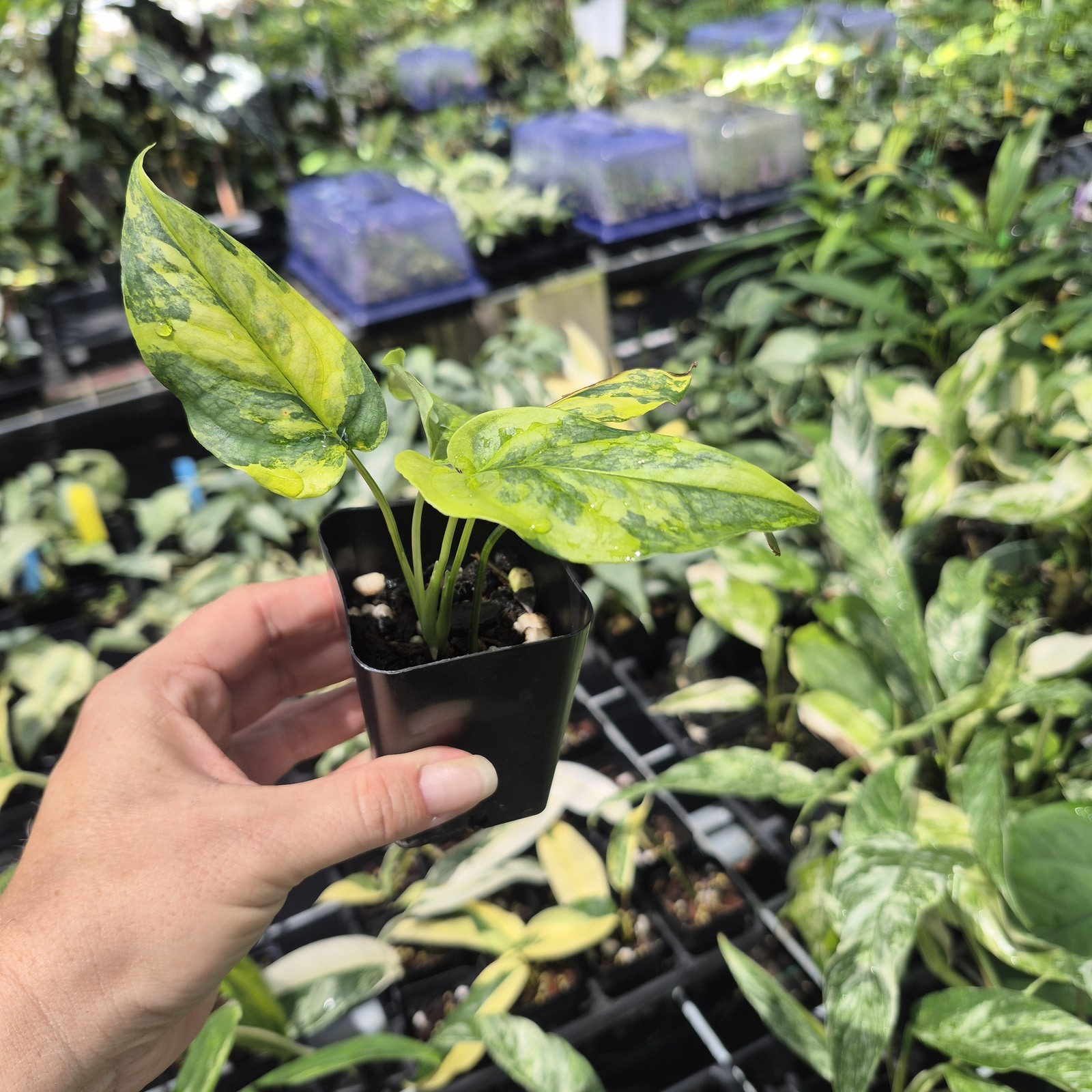 Monstera Siltepecana Aurea Variegated 2.5″ pot, Fedex 2day*