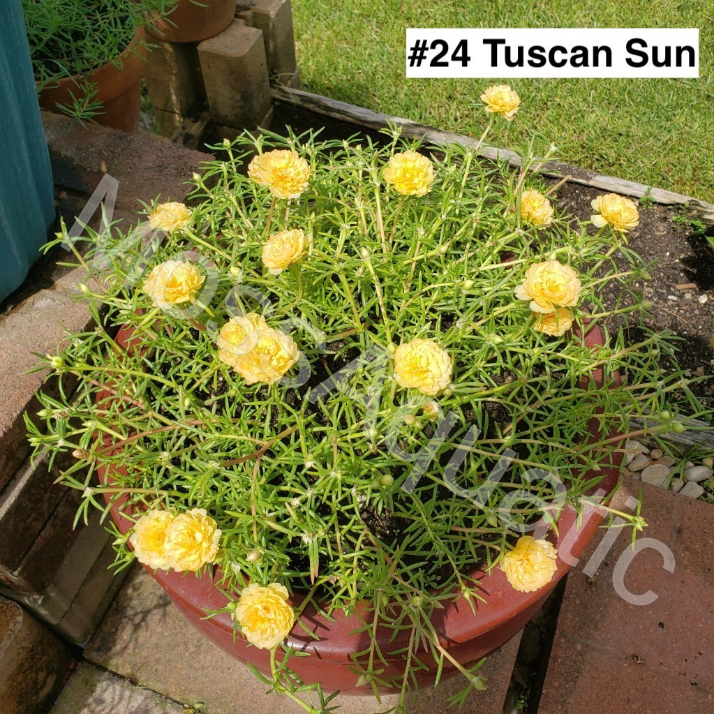 Moss Rose ( Portulaca Grandiflora ) , Mix, 10 unrooted Cutting