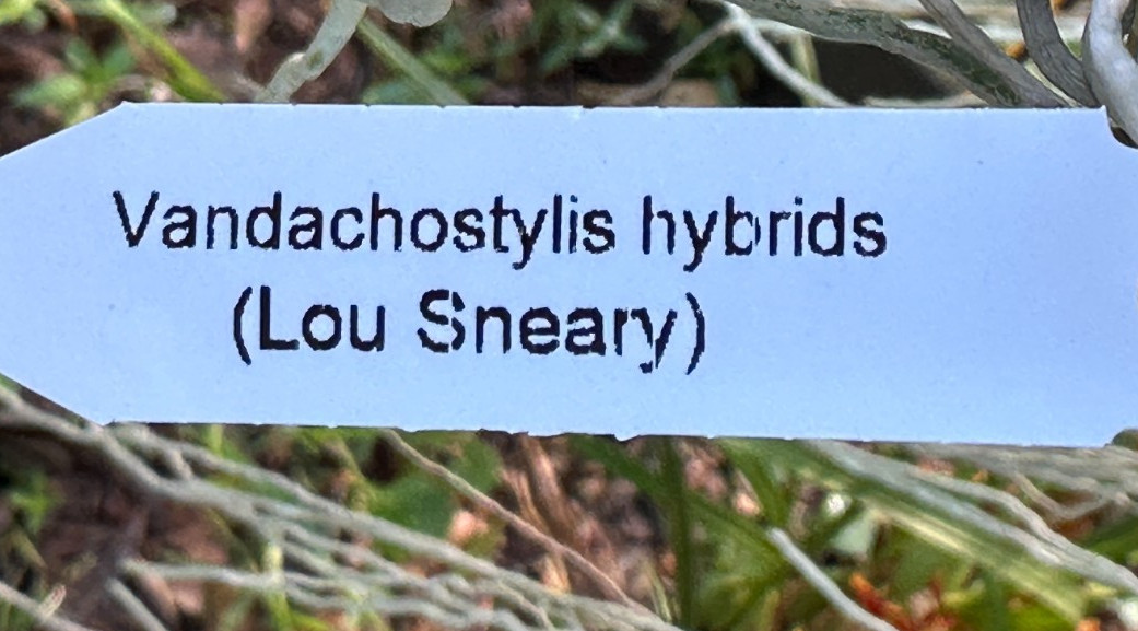 LOVELY COMPACT VANDA TYPE ORCHID PRIMARY Lou Sneary (white) BS