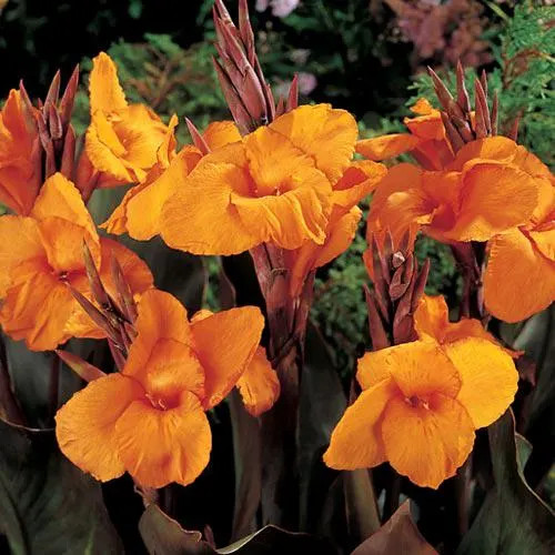 Canna Lily Wyoming Rhizomes – Orange Blooms, Burgundy Foliage – 2-Rhizomes