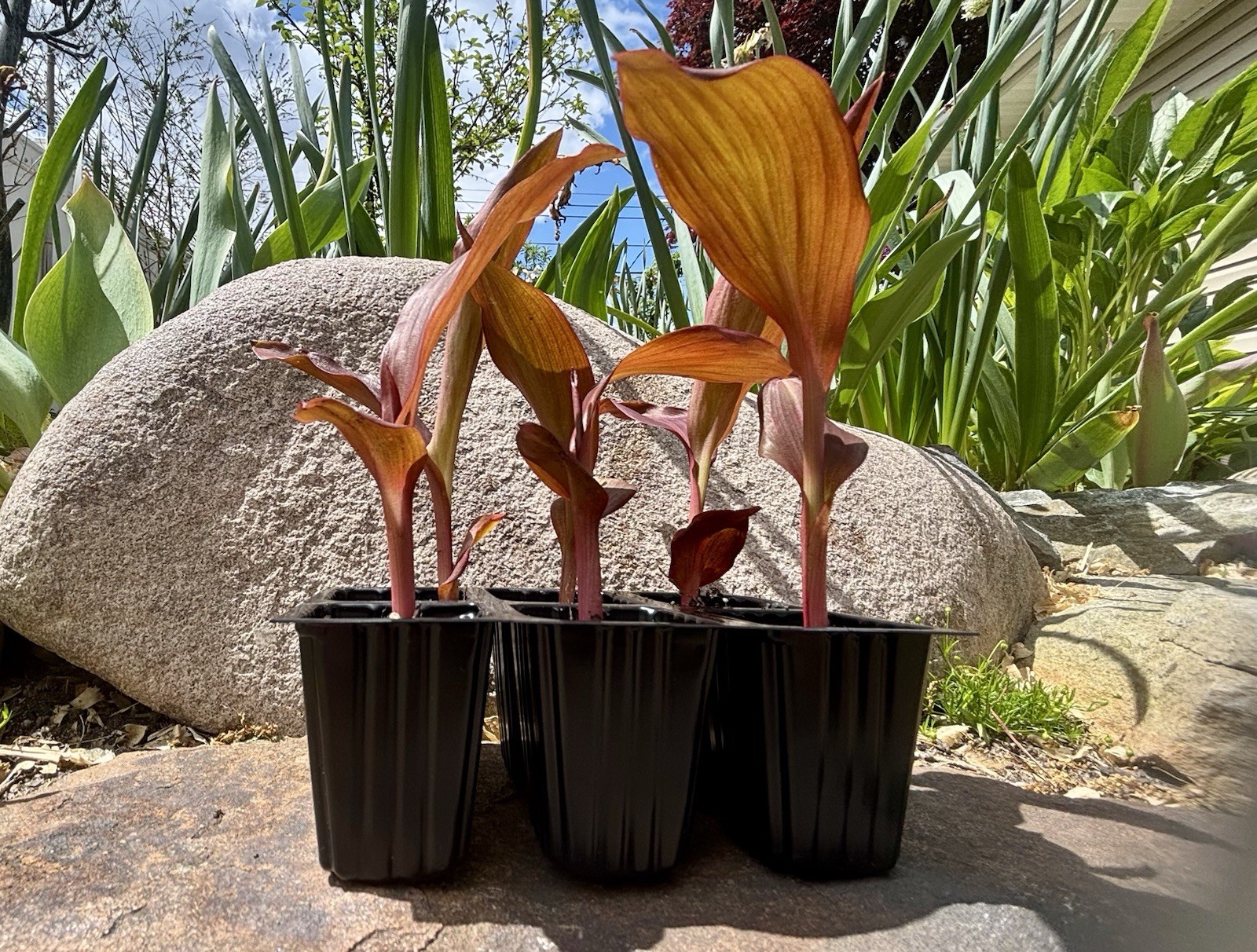 Tropical Garden Starter Baby Canna Lilies 6 Live Plants In Premium Soil Wrapped