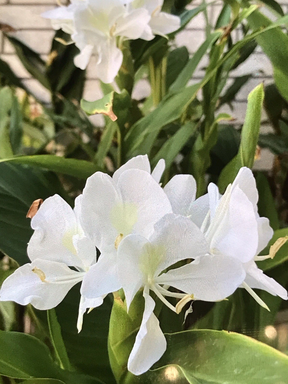 Hedychium Coronarium / Fragrant White Butterfly Lily / Ginger Lily ( 2 Roots)