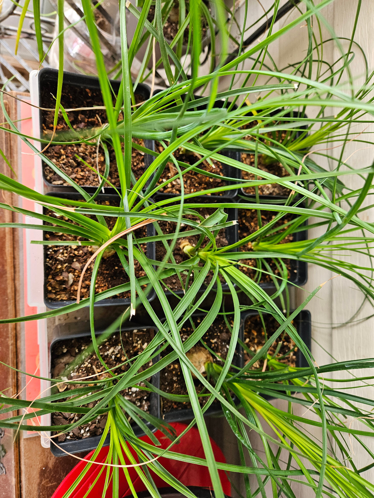 Ponytail Palm Plant in 4 inch Pot. Live Pony Tail Plant. Easy to grow indoors.
