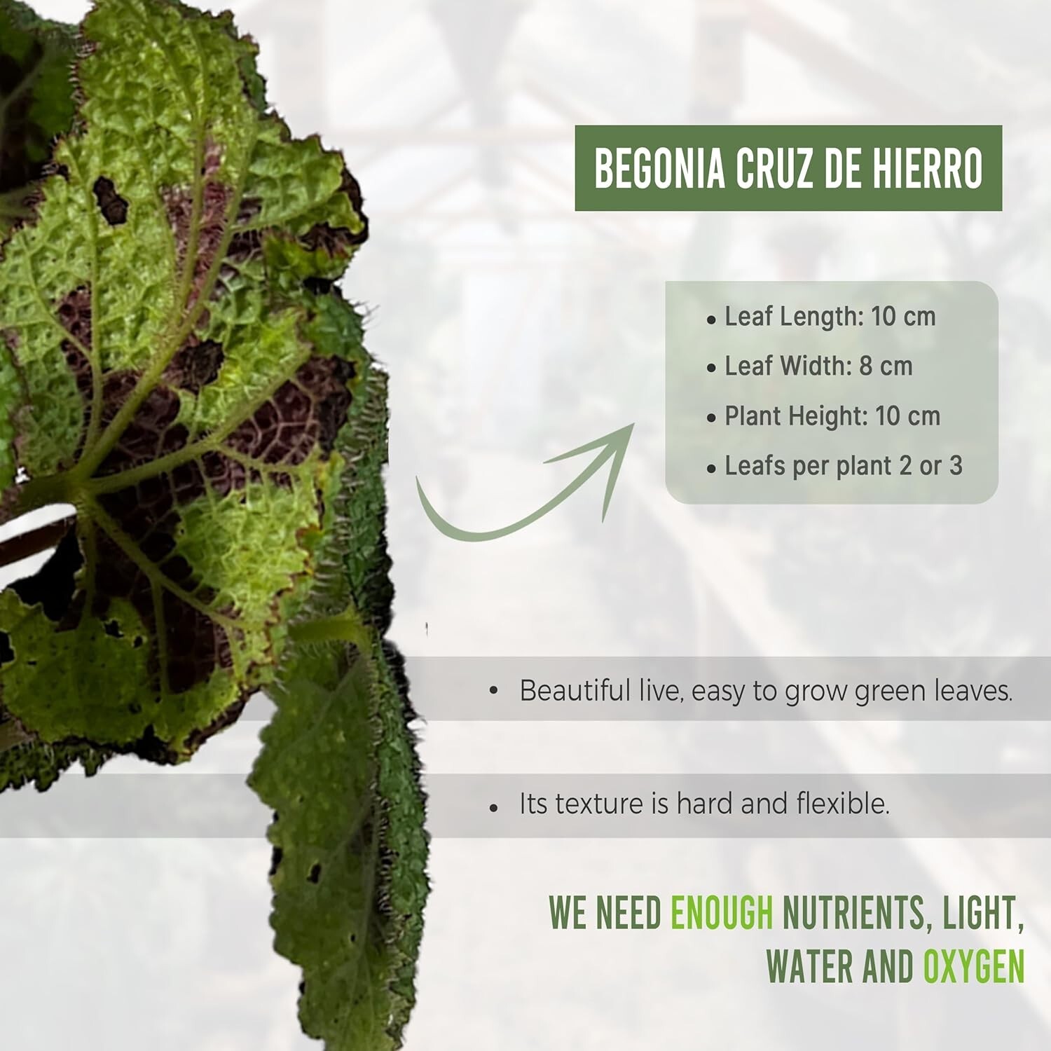 Begonia Cruz de Hierro (2pack) – LEAL PLANTS ECUADOR | Live Painted Leaf Begonia