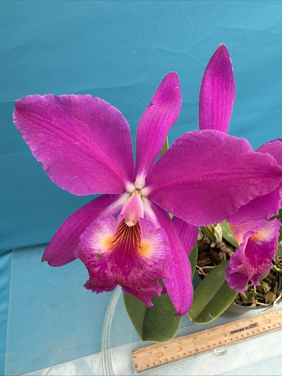 Cattleya jenmanii Rubra Fragrant Species Orchid 7” Pot SHEATH + 3 New Growths
