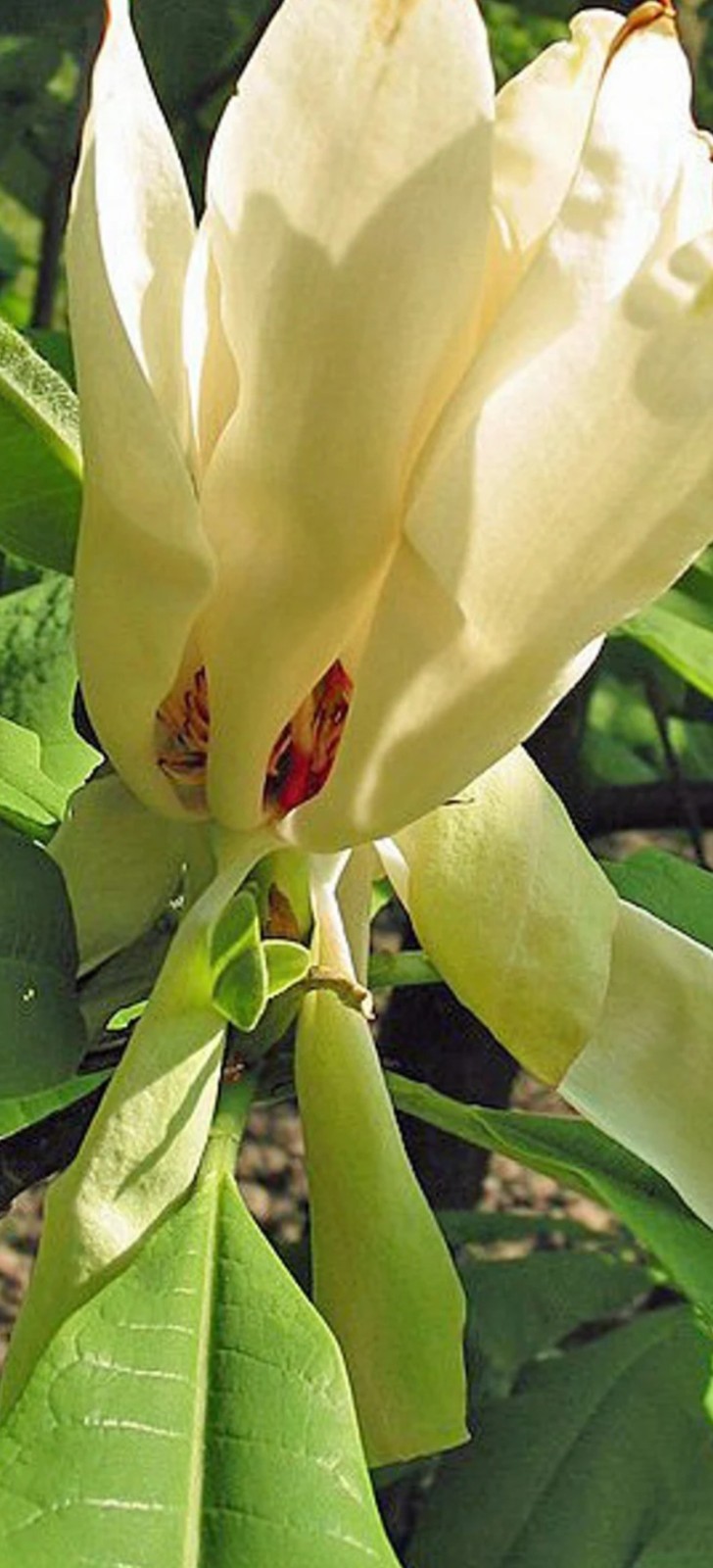 big leaf magnolia tree 12″ to 30″
